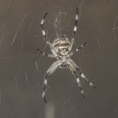 Araneinae (subfamily) (Orb weaver) at Molonglo Valley, ACT - 18 Feb 2022 by AlisonMilton