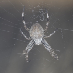 Araneinae (subfamily) at Molonglo Valley, ACT - 18 Feb 2022