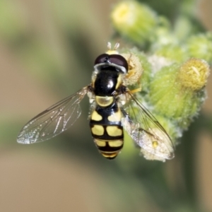 Simosyrphus grandicornis at Molonglo Valley, ACT - 18 Feb 2022 09:53 AM