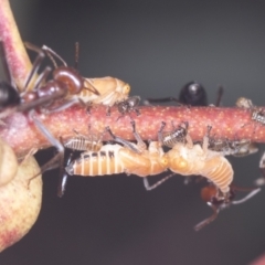 Eurymelinae (subfamily) (Unidentified eurymeline leafhopper) at Stromlo, ACT - 17 Feb 2022 by AlisonMilton