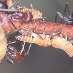 Eurymelinae (subfamily) at Stromlo, ACT - 18 Feb 2022