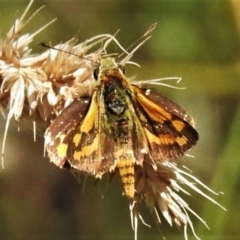 Ocybadistes walkeri (Green Grass-dart) at Acton, ACT - 20 Feb 2022 by JohnBundock