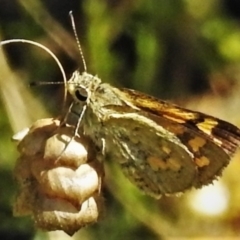 Ocybadistes walkeri at Acton, ACT - 20 Feb 2022 10:38 AM