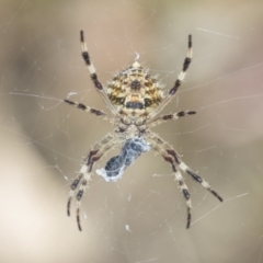 Araneinae (subfamily) (Orb weaver) at Molonglo Valley, ACT - 18 Feb 2022 by AlisonMilton