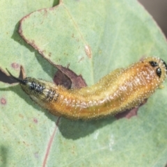 Lophyrotoma interrupta (Cattle Poisoning Sawfly) at Stromlo, ACT - 17 Feb 2022 by AlisonMilton