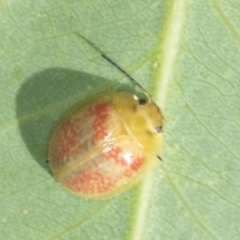 Paropsisterna fastidiosa at Stromlo, ACT - 18 Feb 2022