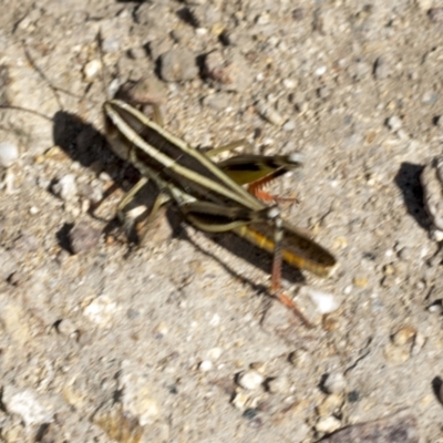 Macrotona australis (Common Macrotona Grasshopper) at Stromlo, ACT - 18 Feb 2022 by AlisonMilton