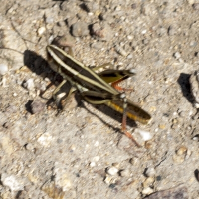 Macrotona australis (Common Macrotona Grasshopper) at Stromlo, ACT - 17 Feb 2022 by AlisonMilton