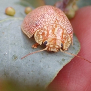 Paropsis atomaria at Murrumbateman, NSW - 20 Feb 2022