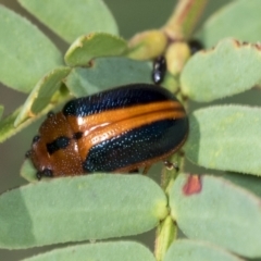 Calomela curtisi (Acacia leaf beetle) at Denman Prospect 2 Estate Deferred Area (Block 12) - 17 Feb 2022 by AlisonMilton