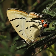 Jalmenus evagoras (Imperial Hairstreak) at ANBG - 20 Feb 2022 by JohnBundock