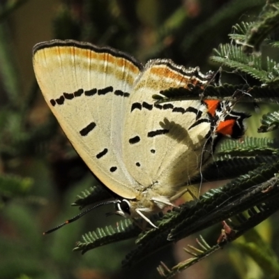 Jalmenus evagoras (Imperial Hairstreak) at Acton, ACT - 20 Feb 2022 by JohnBundock