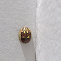 Paropsisterna annularis at Hackett, ACT - 20 Feb 2022