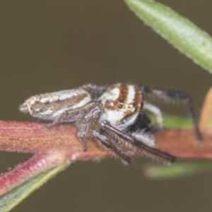 Opisthoncus abnormis at Molonglo Valley, ACT - 18 Feb 2022