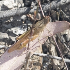 Goniaea australasiae at Molonglo Valley, ACT - 18 Feb 2022