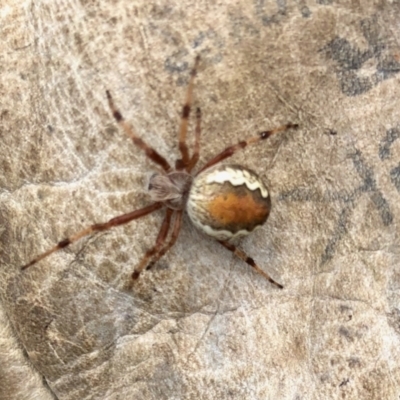 Araneinae (subfamily) (Orb weaver) at Namadgi National Park - 19 Feb 2022 by KMcCue