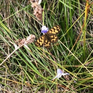 Heteronympha cordace at Cotter River, ACT - 19 Feb 2022