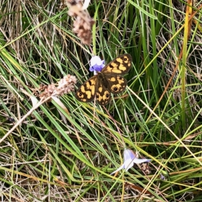 Heteronympha cordace (Bright-eyed Brown) at Cotter River, ACT - 19 Feb 2022 by KMcCue