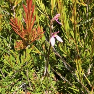 Eriochilus cucullatus at Cotter River, ACT - 19 Feb 2022