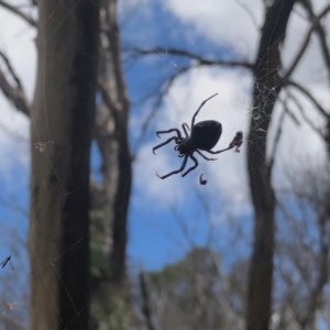 Araneinae (subfamily) at Cotter River, ACT - 19 Feb 2022 02:10 PM