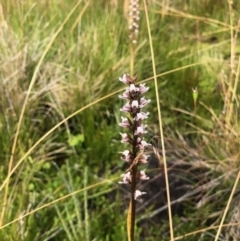 Prasophyllum venustum (Charming leek orchid) at Cotter River, ACT - 18 Feb 2022 by KMcCue