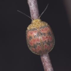 Paropsis obsoleta (Leaf beetle) at Stromlo, ACT - 18 Feb 2022 by AlisonMilton