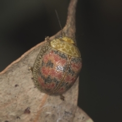 Paropsis obsoleta at Stromlo, ACT - 18 Feb 2022 08:28 AM