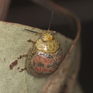 Paropsis obsoleta at Stromlo, ACT - 18 Feb 2022 08:28 AM