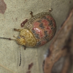 Paropsis obsoleta at Stromlo, ACT - 18 Feb 2022 08:28 AM