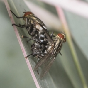 Sarcophagidae (family) at Hawker, ACT - 26 Jan 2022 12:45 PM