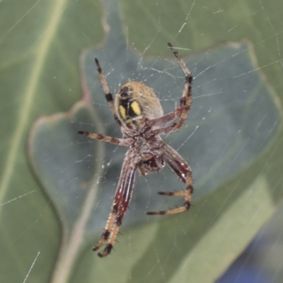 Salsa fuliginata (Sooty Orb-weaver) at Holt, ACT - 15 Feb 2022 by AlisonMilton