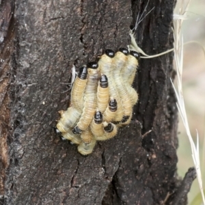 Perginae sp. (subfamily) at Higgins, ACT - 11 Feb 2022