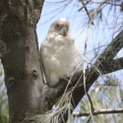 Cacatua sanguinea (Little Corella) at Holt, ACT - 11 Feb 2022 by AlisonMilton