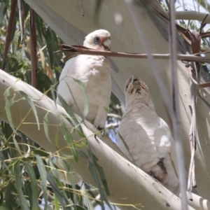 Cacatua sanguinea at Holt, ACT - 11 Feb 2022