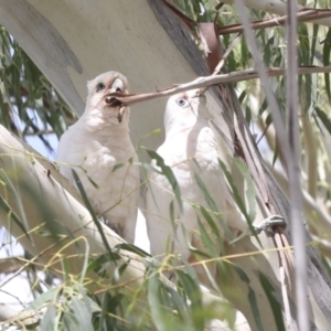 Cacatua sanguinea at Holt, ACT - 11 Feb 2022