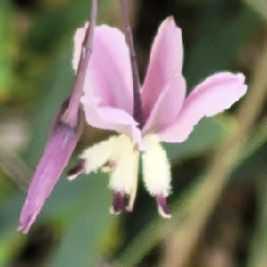 Arthropodium milleflorum at Tennent, ACT - 20 Feb 2022