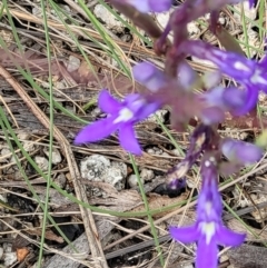 Lobelia dentata/gibbosa (Lobelia dentata or gibbosa) at Tennent, ACT - 20 Feb 2022 by BecDavis