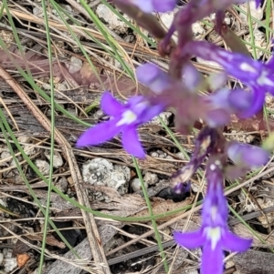 Lobelia dentata/gibbosa at Tennent, ACT - 20 Feb 2022