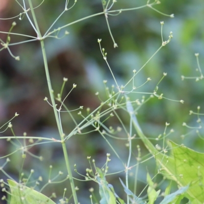 Alisma plantago-aquatica (Water Plantain) at Bandiana, VIC - 19 Feb 2022 by KylieWaldon