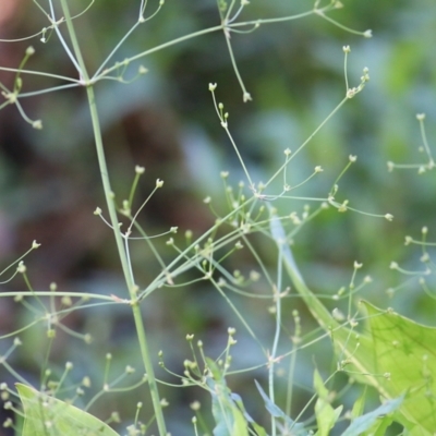 Alisma plantago-aquatica (Water Plantain) at Bandiana, VIC - 18 Feb 2022 by KylieWaldon