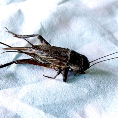 Teleogryllus commodus (Black Field Cricket) at Crooked Corner, NSW - 20 Feb 2017 by Milly