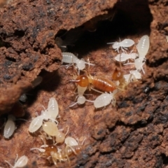 Nasutitermes sp. (genus) (Snouted termite, Gluegun termite) at Tidbinbilla Nature Reserve - 8 Feb 2022 by TimL