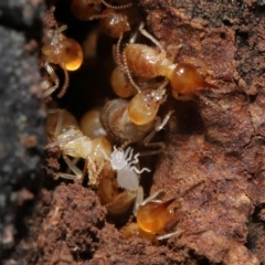 Nasutitermes sp. (genus) at Paddys River, ACT - 8 Feb 2022