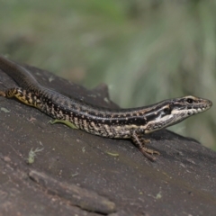 Eulamprus heatwolei (Yellow-bellied Water Skink) at Tidbinbilla Nature Reserve - 8 Feb 2022 by TimL