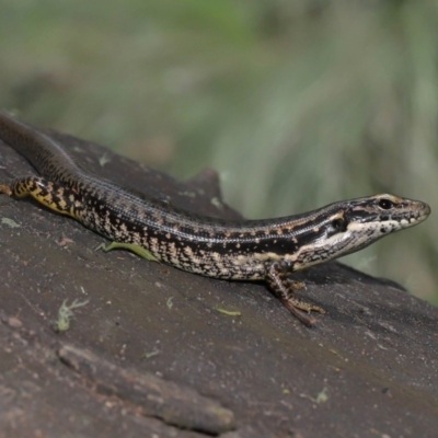 Eulamprus heatwolei (Yellow-bellied Water Skink) at Paddys River, ACT - 8 Feb 2022 by TimL