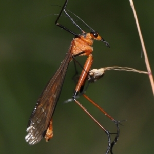 Harpobittacus australis at Paddys River, ACT - 8 Feb 2022 10:37 AM