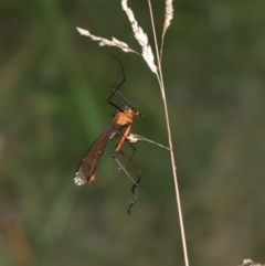 Harpobittacus australis at Paddys River, ACT - 8 Feb 2022