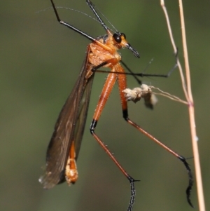 Harpobittacus australis at Paddys River, ACT - 8 Feb 2022