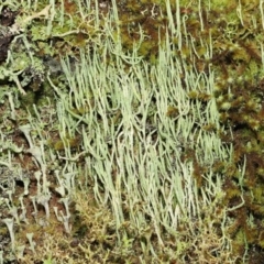 Cladonia sp. (genus) (Cup Lichen) at Paddys River, ACT - 1 Feb 2022 by TimL