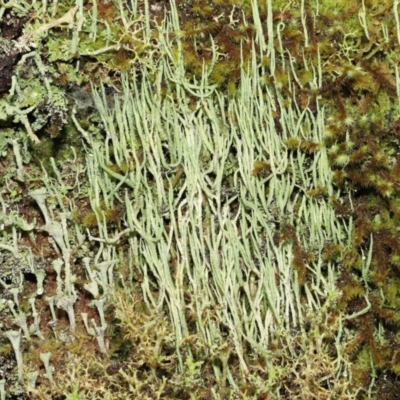 Cladonia sp. (genus) (Cup Lichen) at Paddys River, ACT - 1 Feb 2022 by TimL